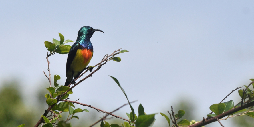 Souimanga de mayotte posé sur une branche en hauteur dans son milieu naturel